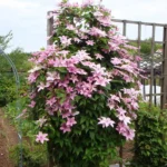 klematis-hagley-hybrid-4