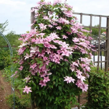 klematis-hagley-hybrid-4