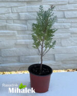 lawsoniana-columnaris-manja-sadnica1