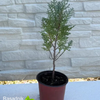 lawsoniana-columnaris-manja-sadnica1