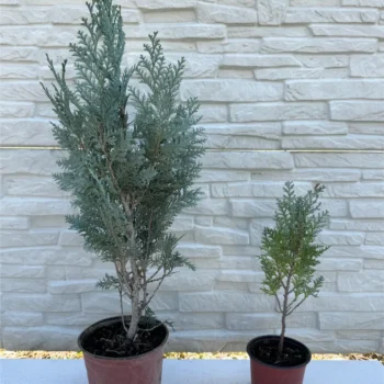 lawsoniana-columnaris-varijacije-3