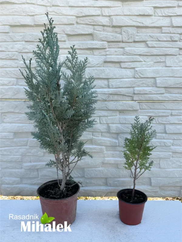 lawsoniana-columnaris-varijacije-3
