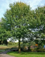 quercus-palaustris-2