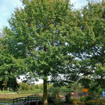 quercus-palaustris-2