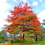 quercus-palaustris-3