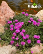 delosperma-jewel-of-desert-opal-lazar-markovic