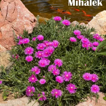 delosperma-jewel-of-desert-opal-lazar-markovic