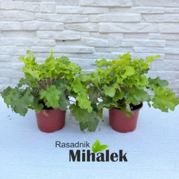 heuchera-lime-rickey-sadnice