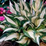 hosta fire and ice1