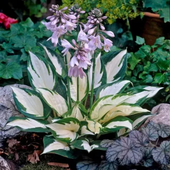 hosta-fire-and-ice2