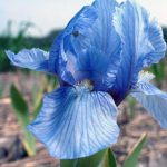 iris pumila blue