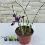 iris-reticulata-ljubicasta-sadnica