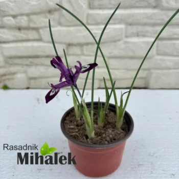 iris-reticulata-ljubicasta-sadnica