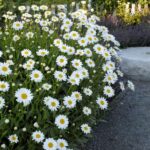 Leucanthemum-superbum-
