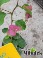 bugenvilija-roze-sadnice-2