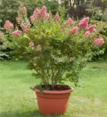 lagerstroemia-comanche-svetlo-roze3