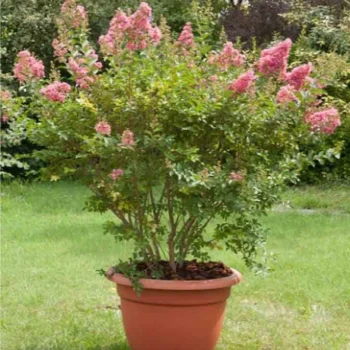 lagerstroemia-comanche-svetlo-roze3