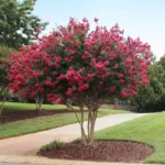 lagerstroemia-indica-tonto-3