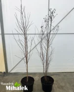 lagerstroemia-tonto-sadnice-nove