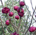 magnolia-black-tulip5