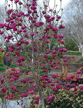 magnolia-black-tulip3