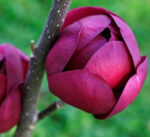 magnolia-black-tulip4