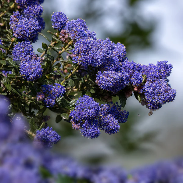 ceanothus-blue-sapphire-1 ceanothus-blue-sapphire-1