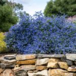 ceanothus-blue-sapphire-2