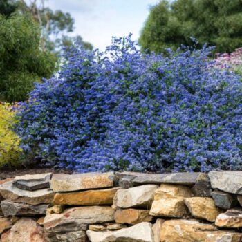 ceanothus-blue-sapphire-2