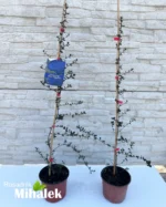 ceanothus-blue-sapphire-sadnice