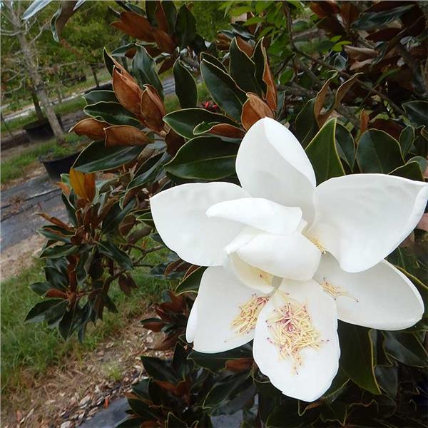 magnolia-grandiflora-litlle gem4