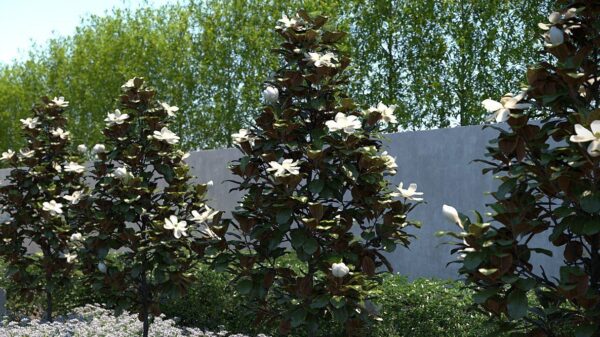 magnolia-grandiflora-little-gem3