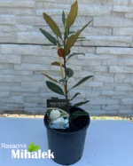 magnolia-little-gem-sadnica-2