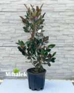 magnolija-little-gem-sadnice