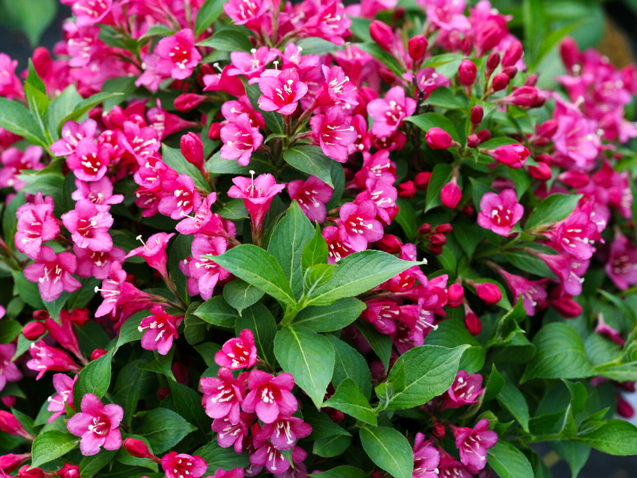 weigela