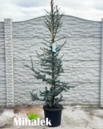 cedrus-atlantica-glauca-sadnica-3