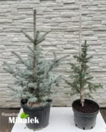 hoopsi-sadnice-picea