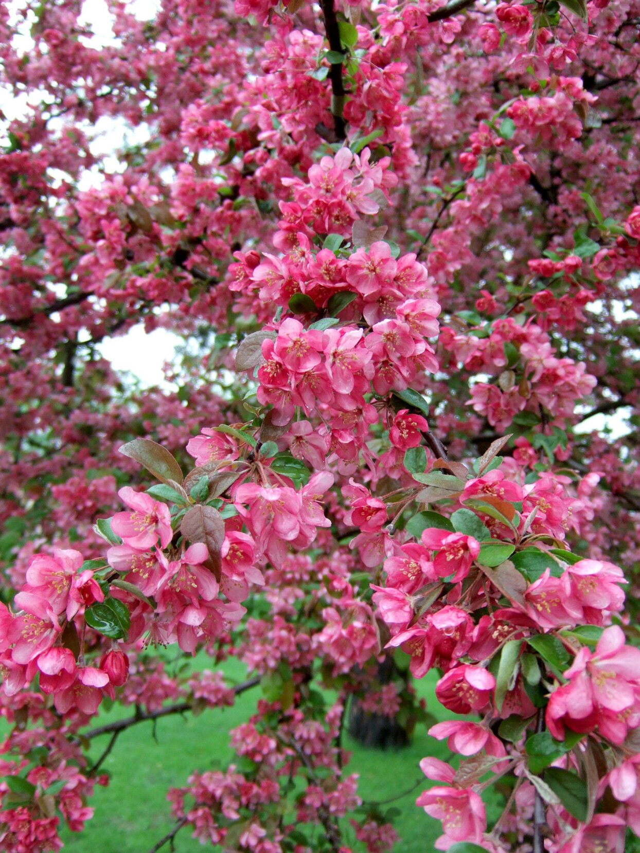 Цвета ли яблони. Декоративная яблоня Malus Pink. Яблоня малус. Яблоня флорибунда. Яблоня замечательная Malus spectabilis.