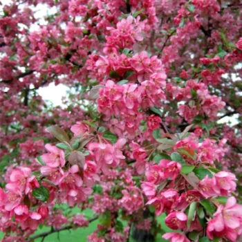 malus-floribunda-zelena-cvet2