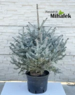 picea-hoopsi-sadnica-2