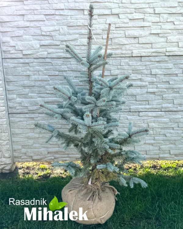 picea-hoopsi-sadnica-2