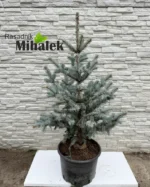 picea-hoopsi-sadnice