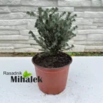 picea-karel-sadnica