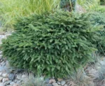 picea-omorika-karel-3