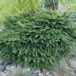 picea-omorika-karel-3