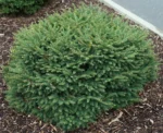 picea-omorika-karel-4