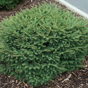 picea-omorika-karel-4