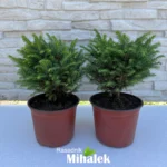 picea-omorika-karel-sadnice-2
