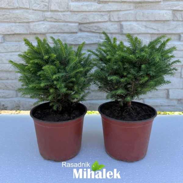 picea-omorika-karel-sadnice-2