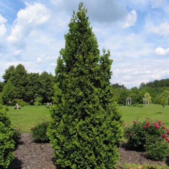 tuja-occidentalis-spiralis-3